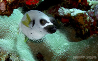Fiji 2013