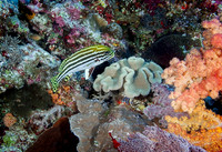 Palau 2015
