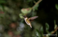 Back Yard Hummingbirds
