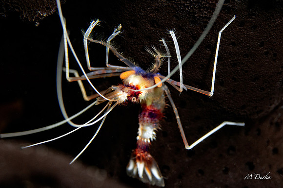 Indonesia 2019 V2-74