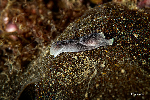 Puerto Galera 2022-58