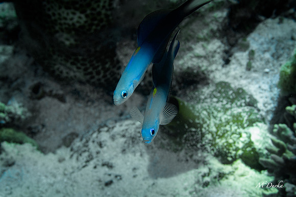 Forgotten Islands 2022-101