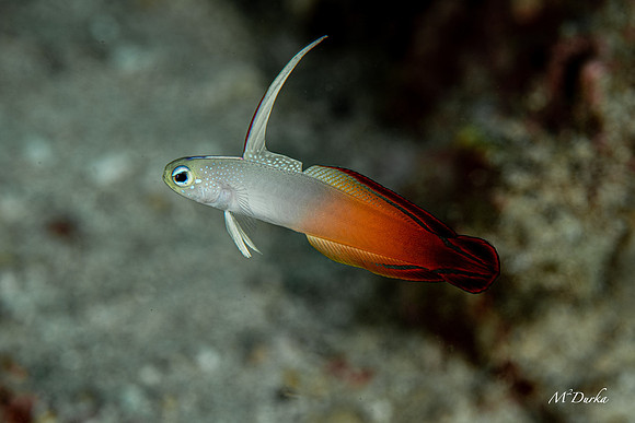 Puerto Galera 2022-31