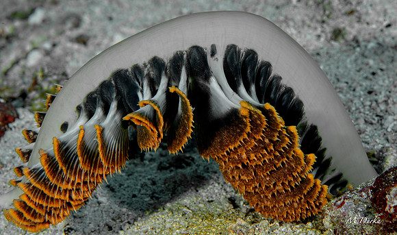 Puerto Galera 2022-68