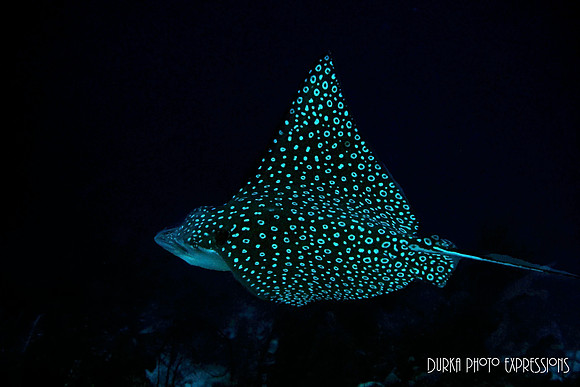 Eagle Ray