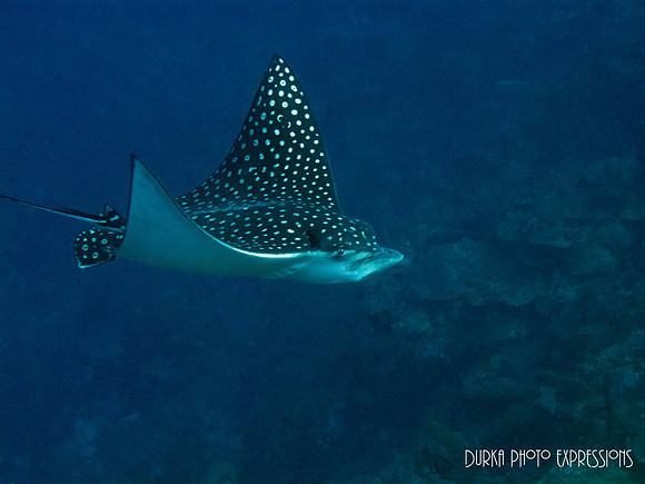 Eagle Ray