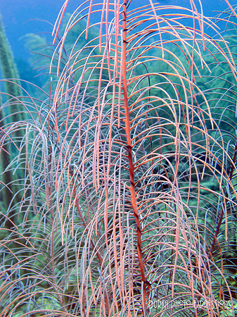 Soft Coral