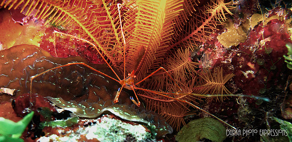Shrimp in hiding
