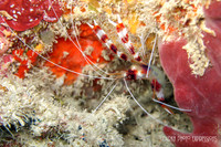 Peppermint Shrimp