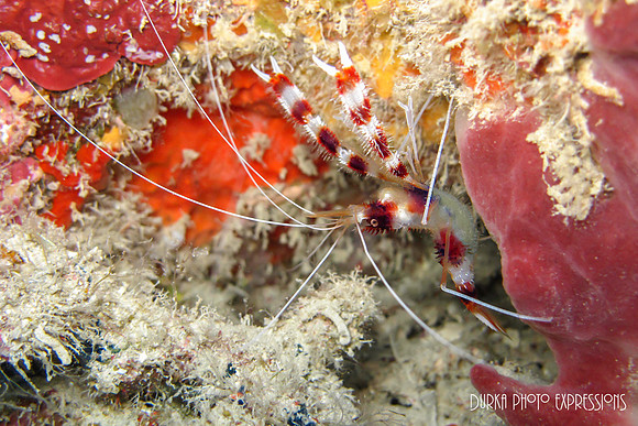Peppermint Shrimp