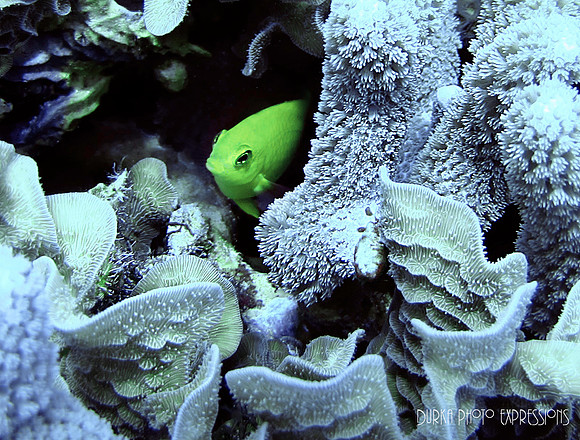 Cozumel 2012 -4