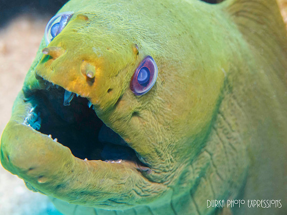 Moray Eel Eyes