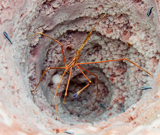 Spider Crab in coral
