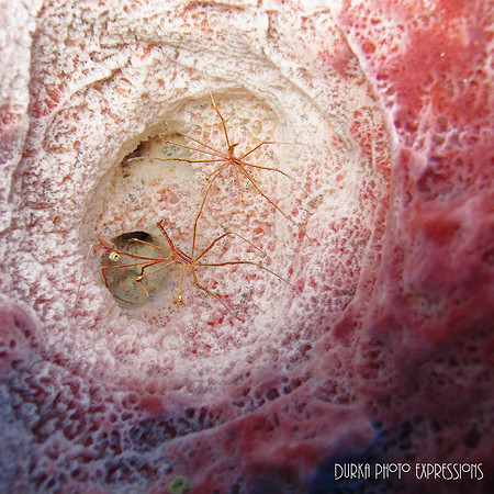 Cozumel 2012 -8