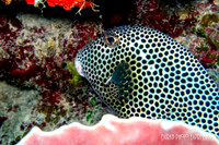 Trunk Fish
