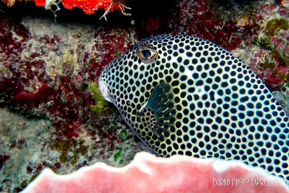 Trunk Fish