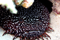 Spotted Toad Fish