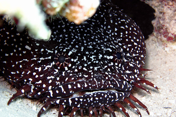 Spotted Toad Fish