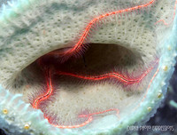 Spiny Star