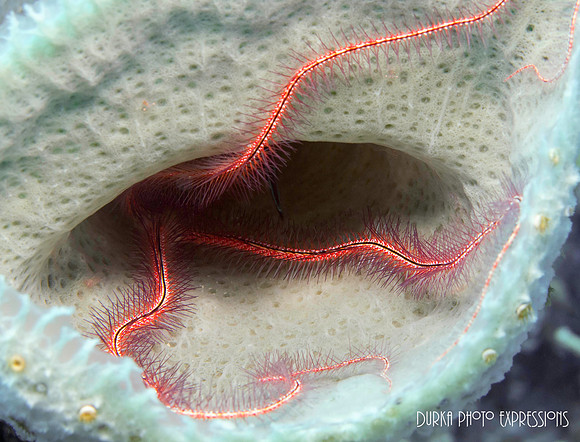 Spiny Star