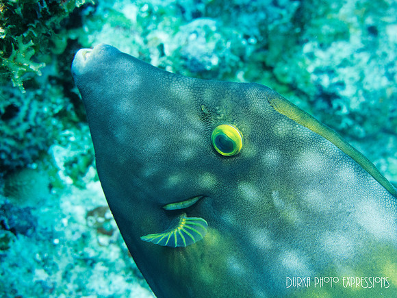 Cozumel 2012 -31