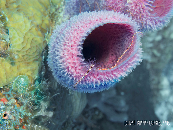 Cozumel 2012 -1