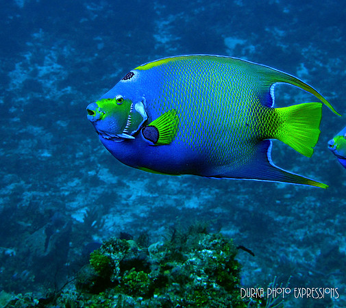 Cozumel 2012 -20