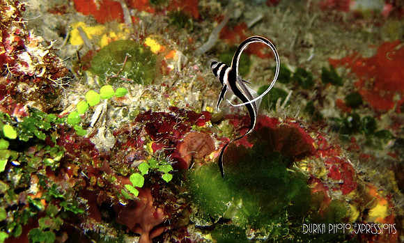 Cozumel 2012 -15