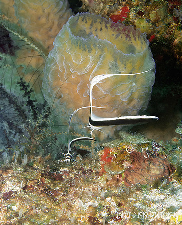 Cozumel 2012 -32