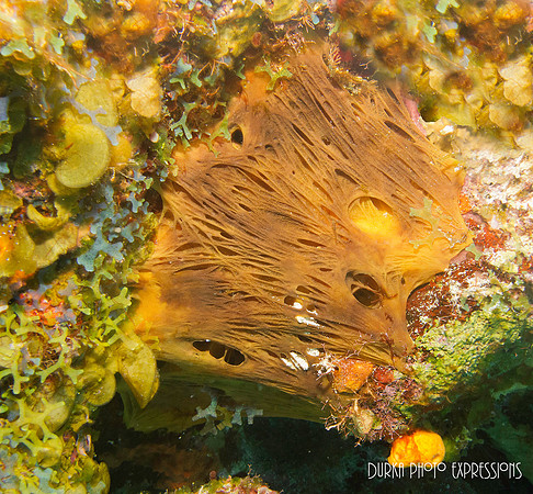 Cozumel 2012 -24