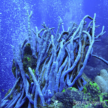 Cozumel 2012 -13