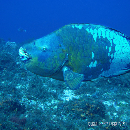 Cozumel 2012 -21