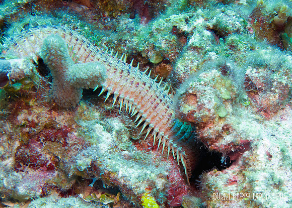 Bristle Worm
