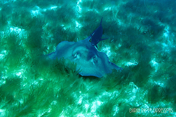 Cozumel 2012 -6