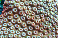 Coral up close