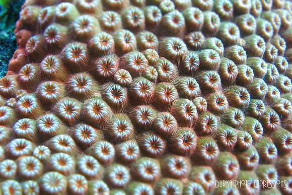 Coral up close