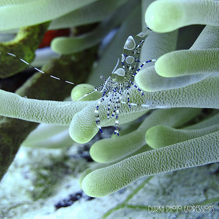 Cozumel 2012 -27