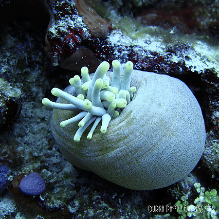 Cozumel 2012 -10