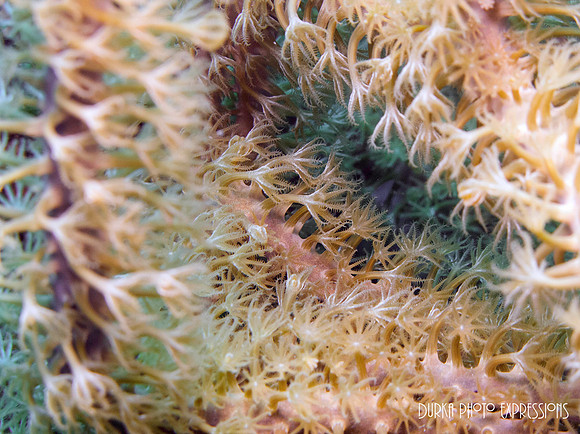 Soft Coral