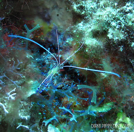Cozumel 2012 -9