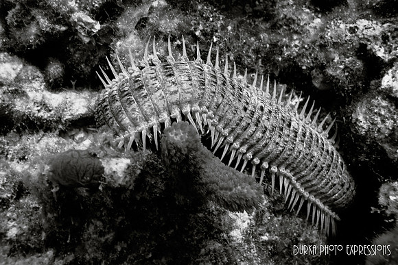 Bristle Worm
