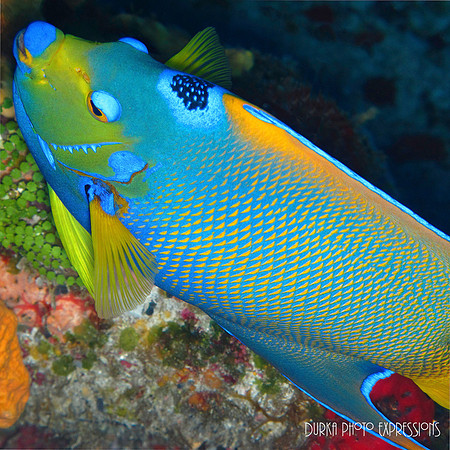 Cozumel 2012 -7