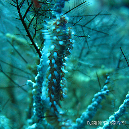 Cozumel 2012 -22