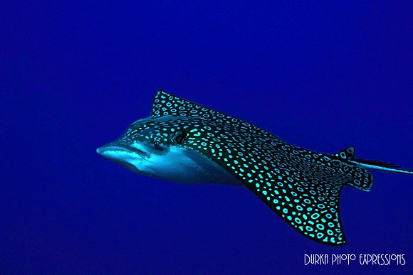 Eagle Ray