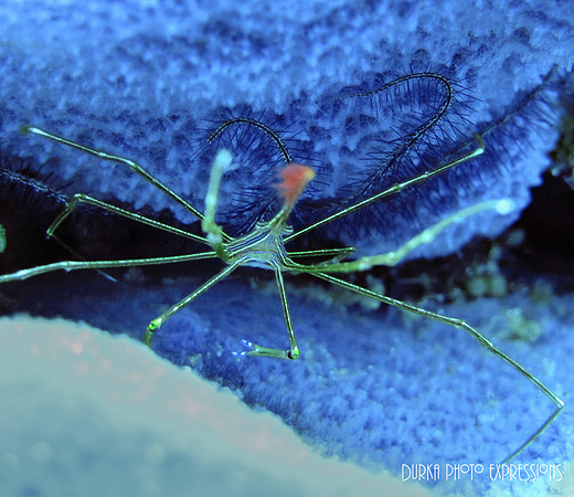 Cozumel 2012 -19