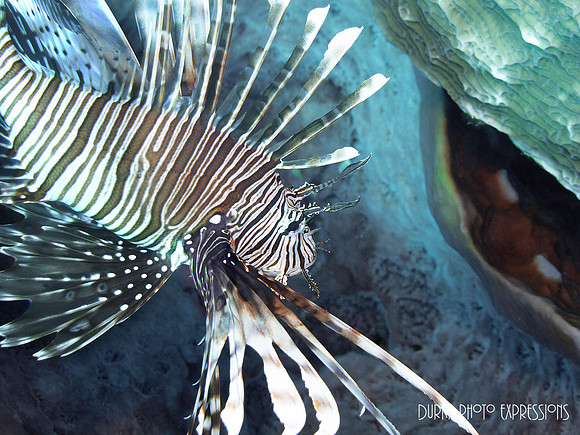 Cozumel 2012 -2