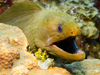 Moray Eel