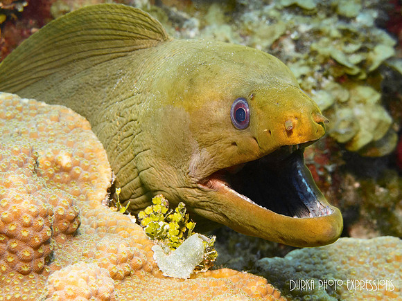 Moray Eel