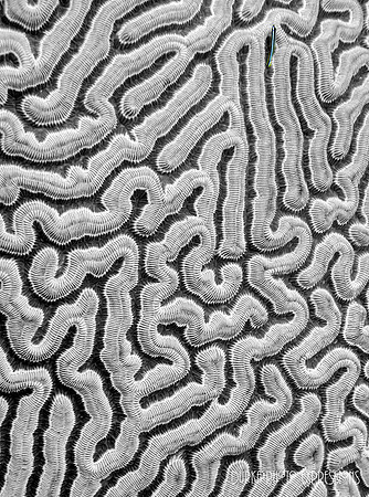 Brain Coral