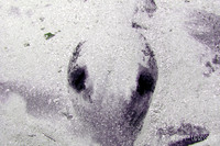 Sting Ray "Alien"